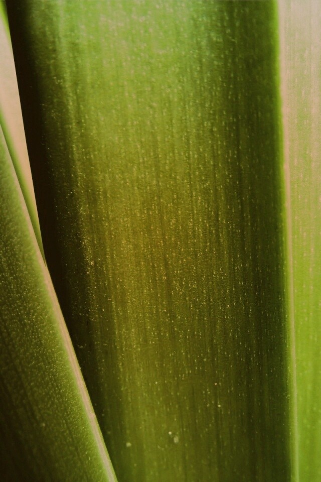 Сочная травинка обои