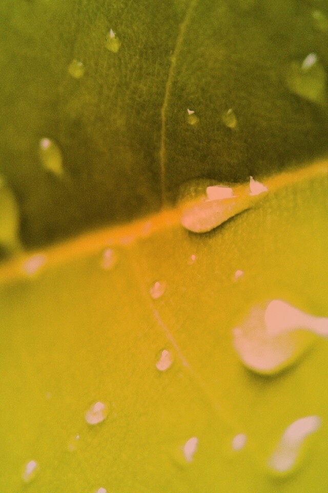 Капли на листе обои
