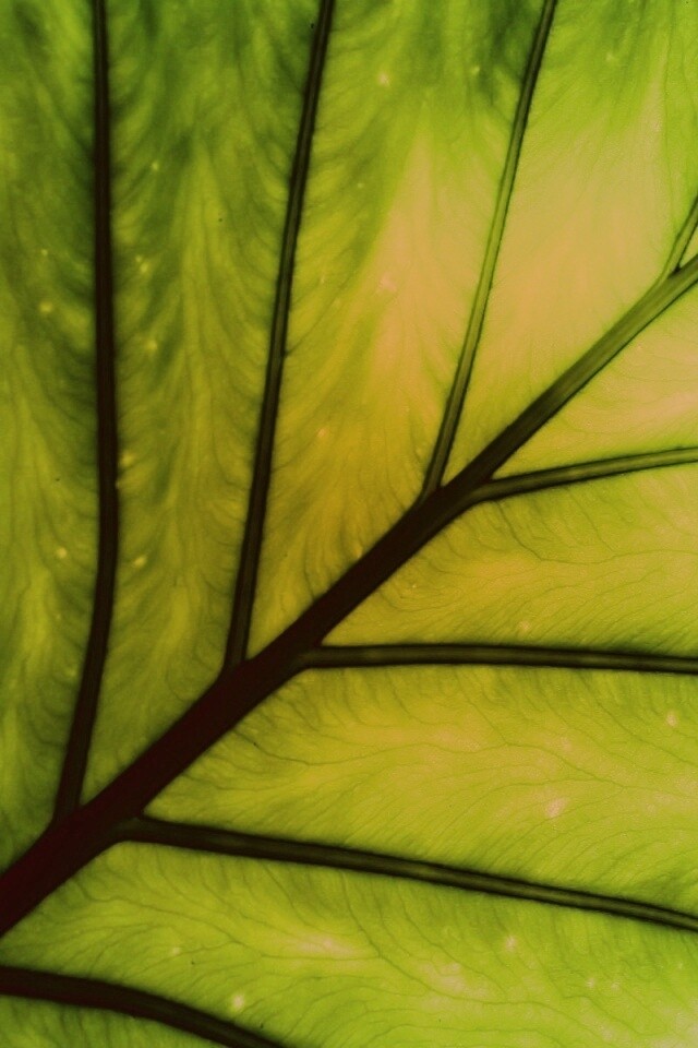 Макро фото листа обои