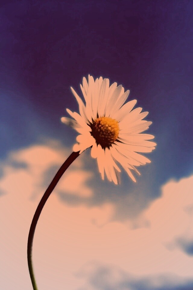 Ромашка на фоне неба обои