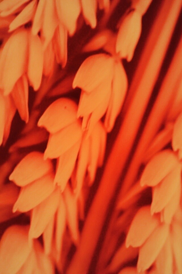 Оранжевое соцветие обои