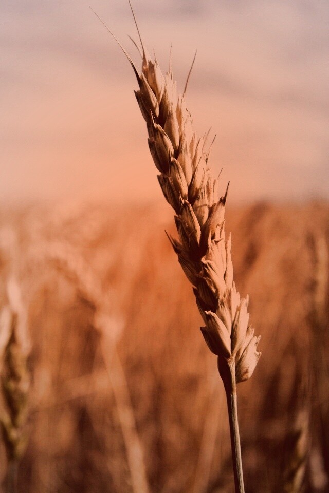 Колосок обои