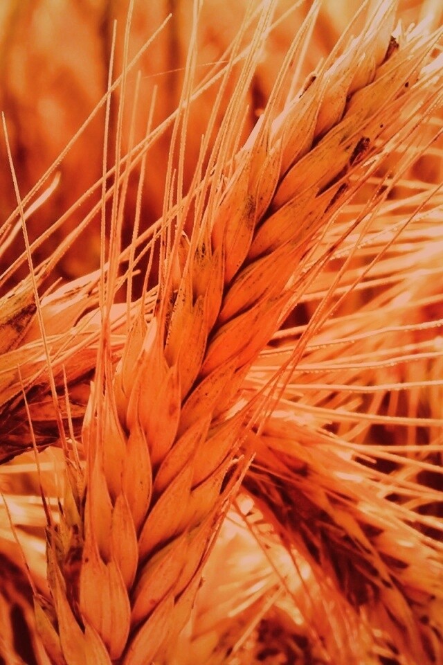 Зреющий колос обои