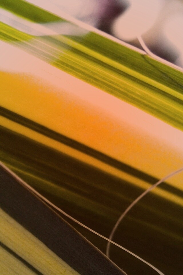 Желто-зеленые травинки обои