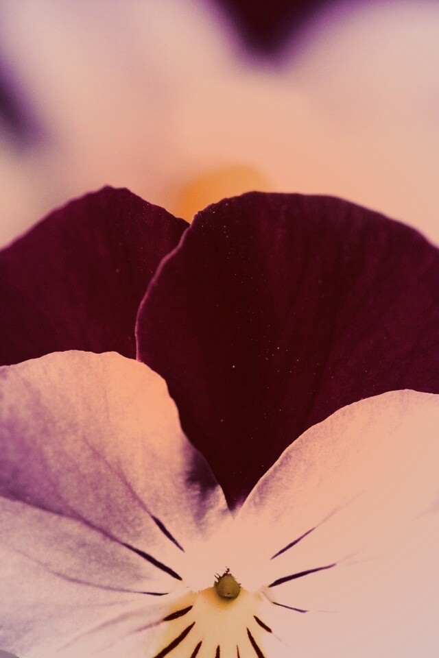 Фиолетовые цветы обои