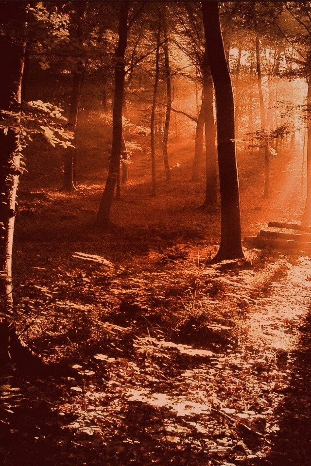 Лес в золотом сиянии обои