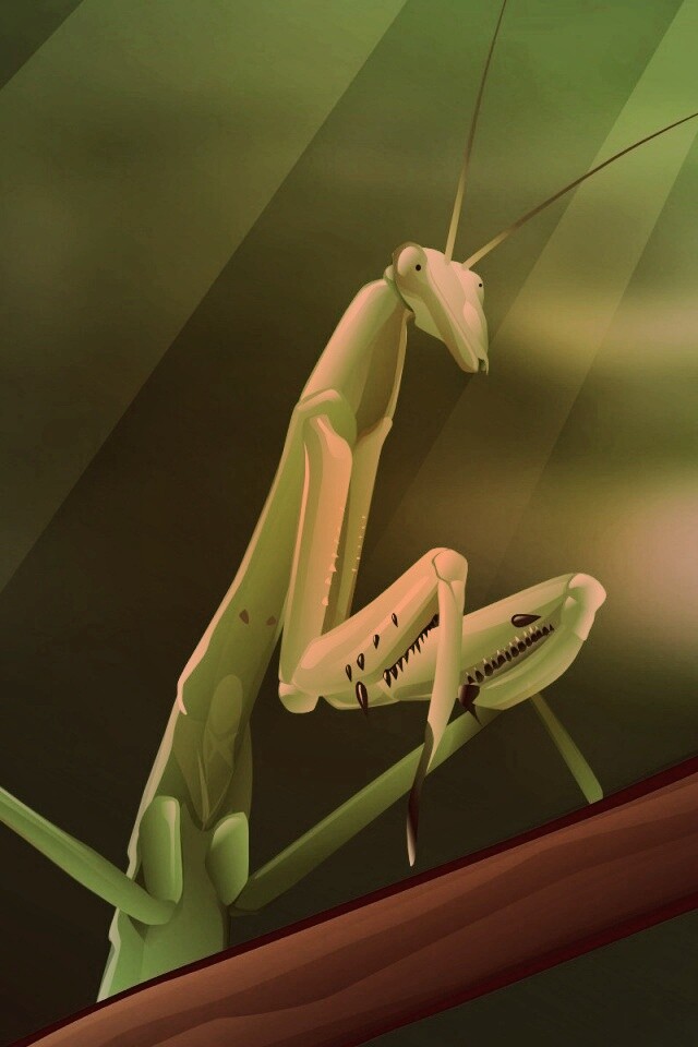 Рисунок богомола обои