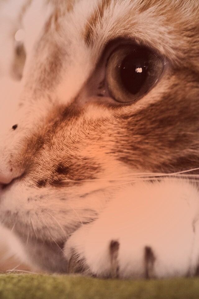 Мордочка на лапаках обои