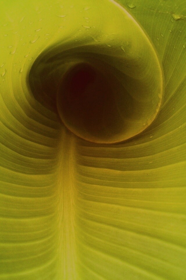 Свернутый в трубочку лист обои