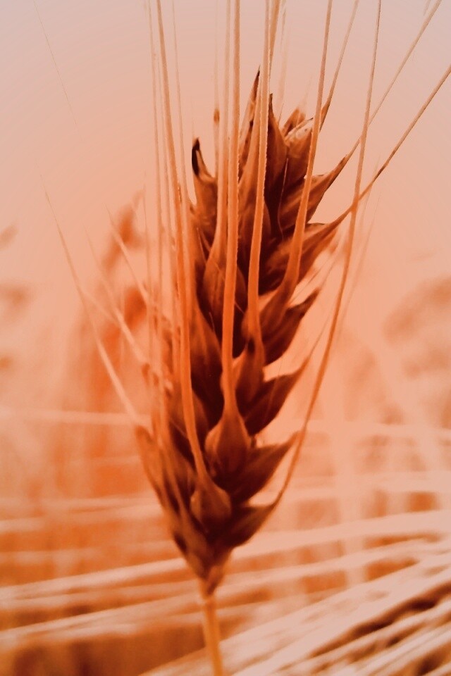 Короткий колос обои