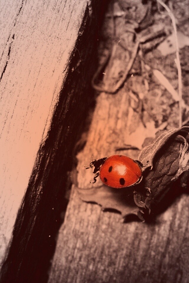 Божья коровка обои