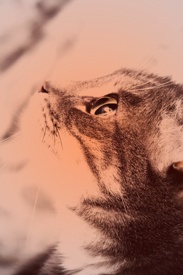 Котик смотрит верх обои