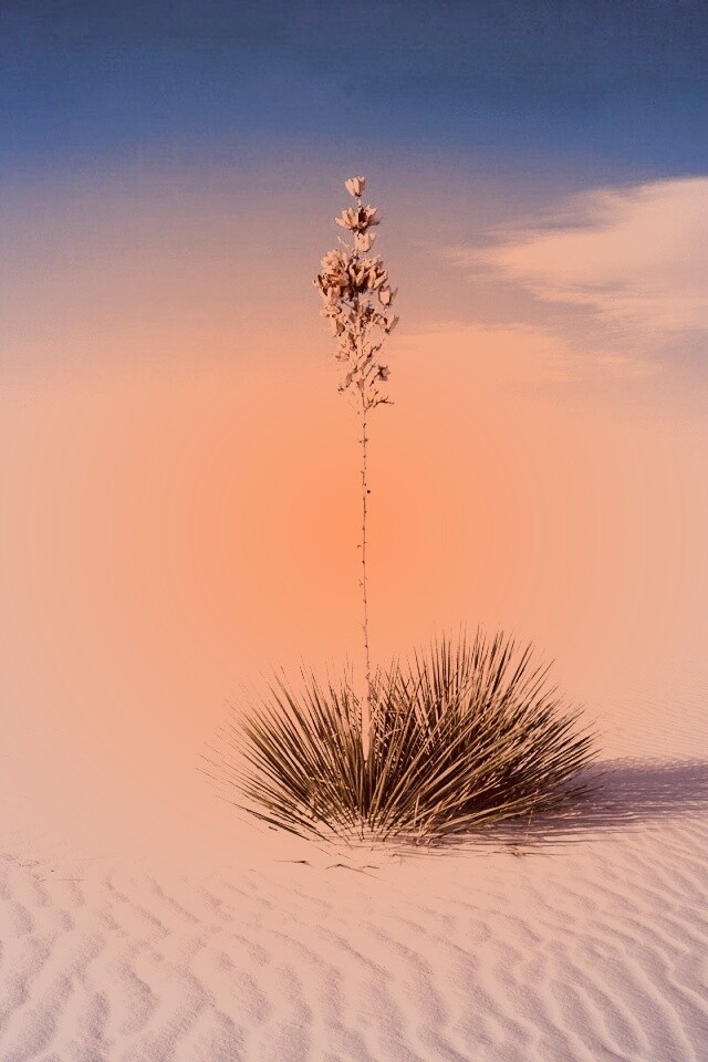 Растение среди пустыни обои