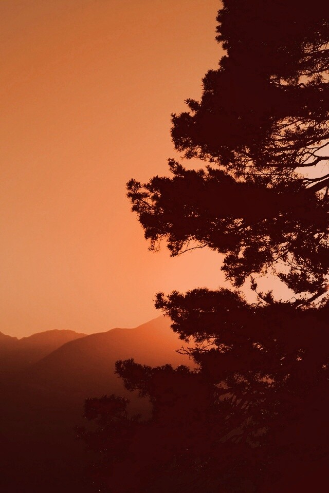 Силуэт дерева на закате обои