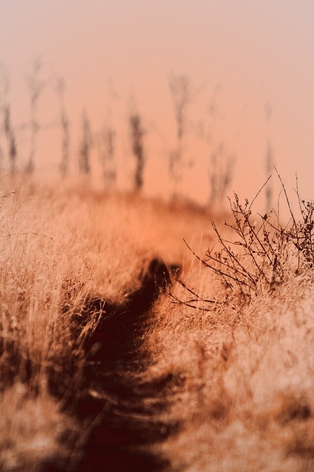 Тропинка в поле обои