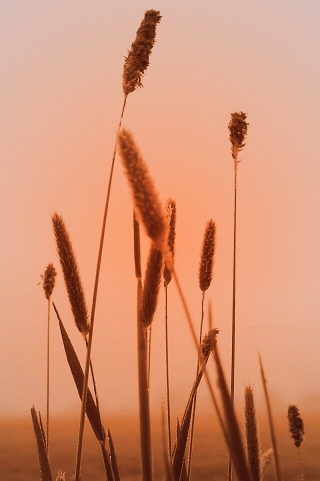 Травинки на фоне золотого неба обои