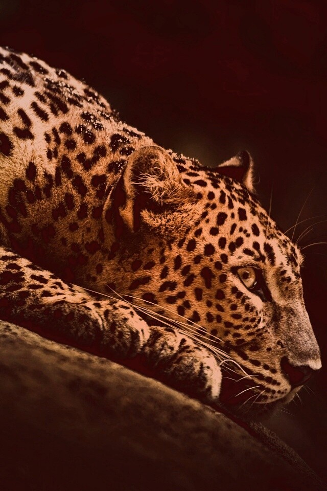 Лежащий ягуар обои