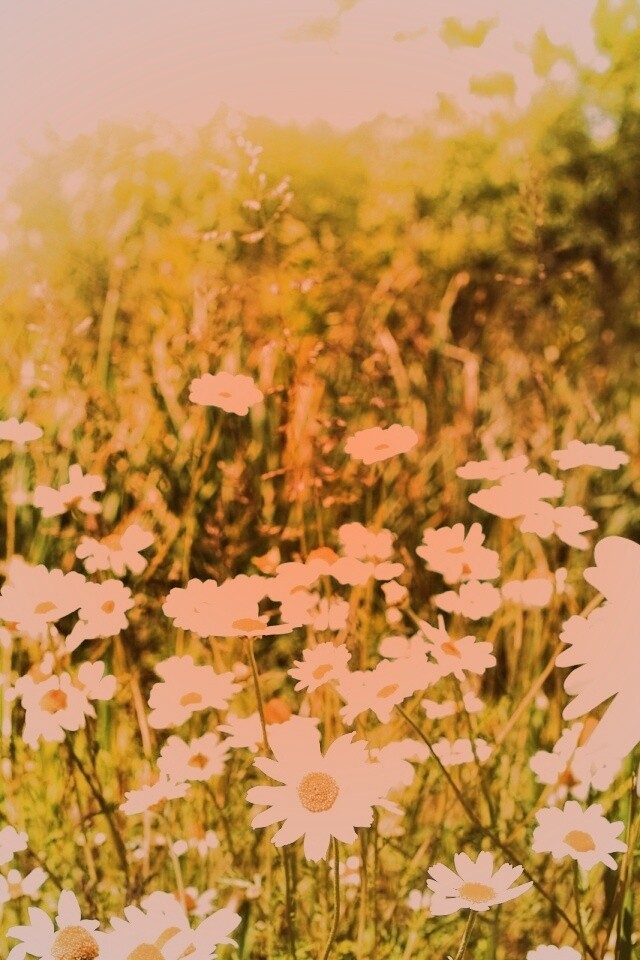 Солнечные ромашки обои