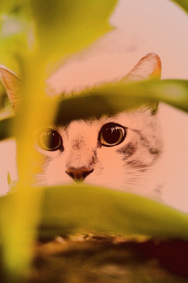 Кот в засаде обои