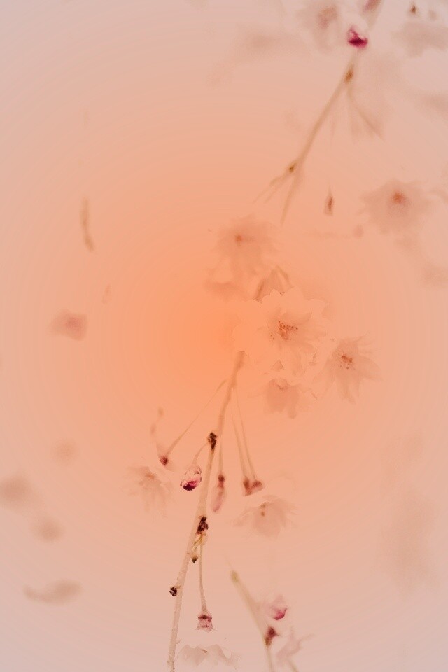 Нежные цветы обои