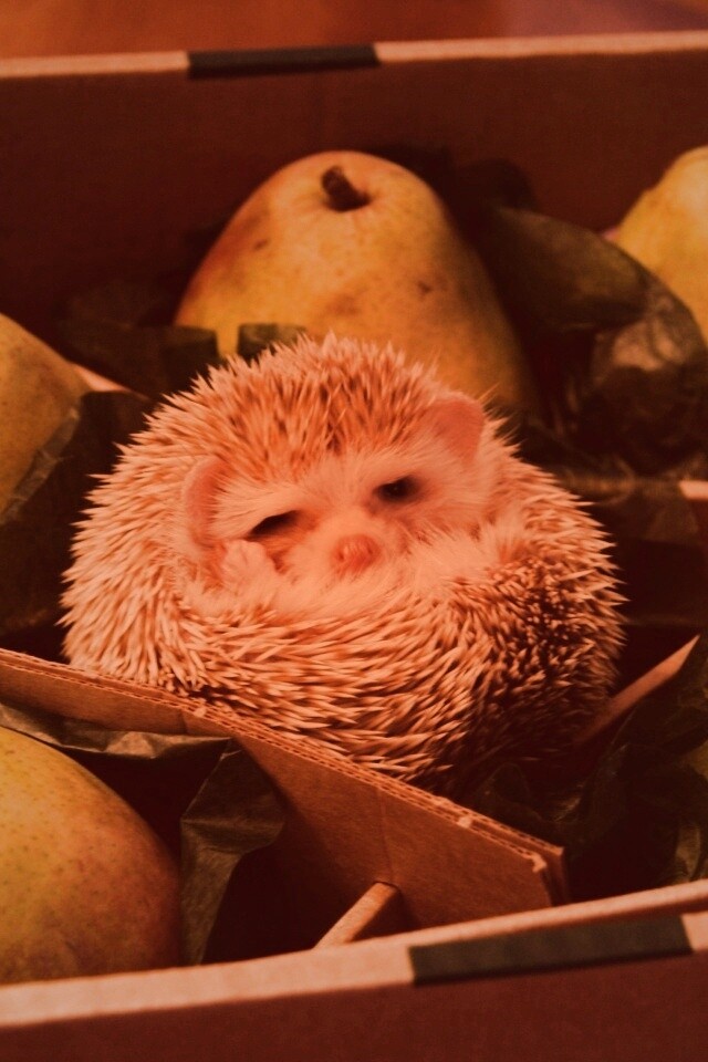 Ёжик в грушах обои