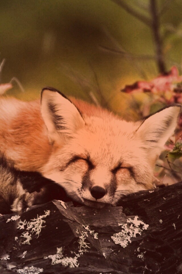 Спящая лиса обои