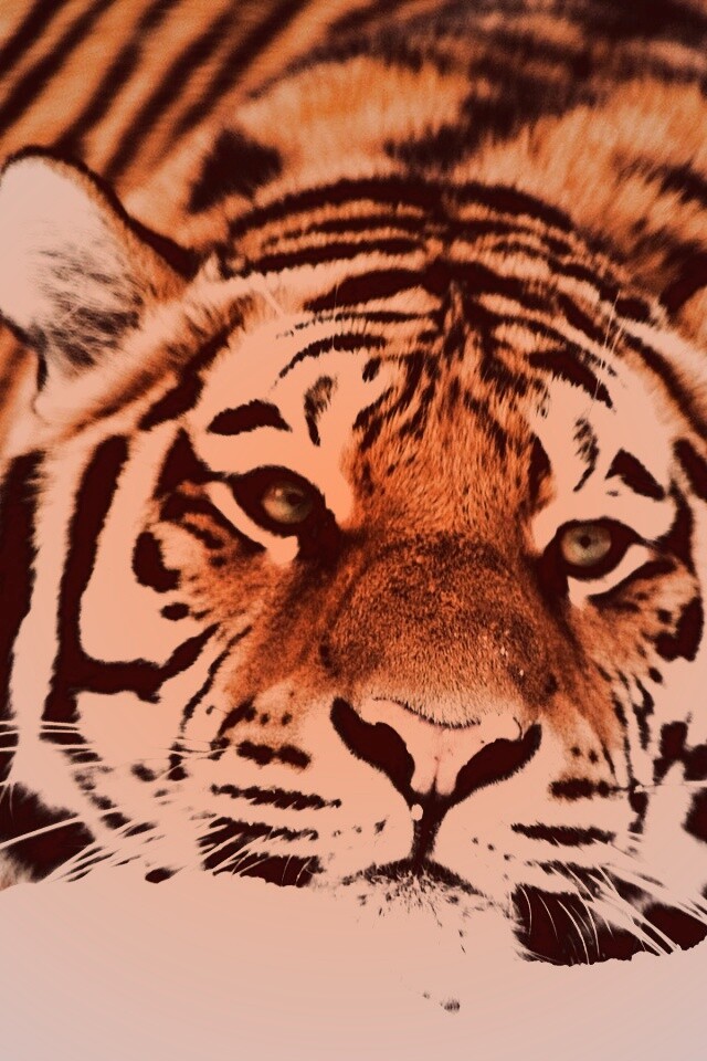 Тигр в снегу обои