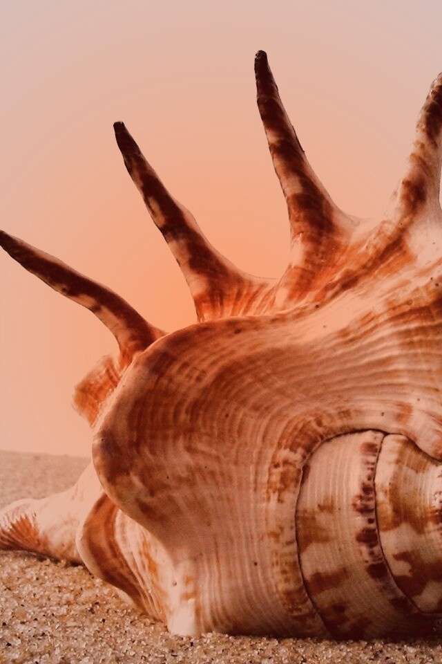 Раковина с гребнем обои