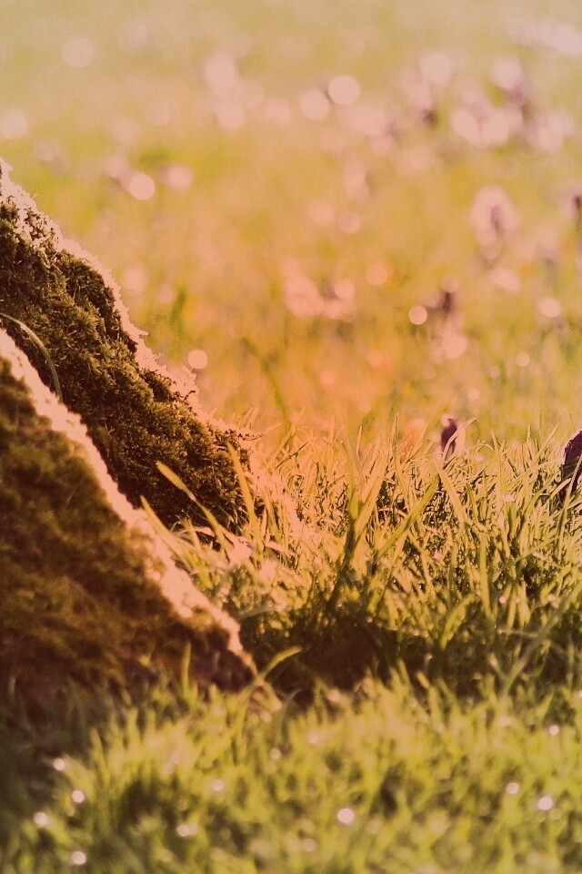 Дерево в траве обои