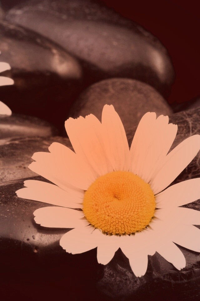 Ромашка среди гальки обои