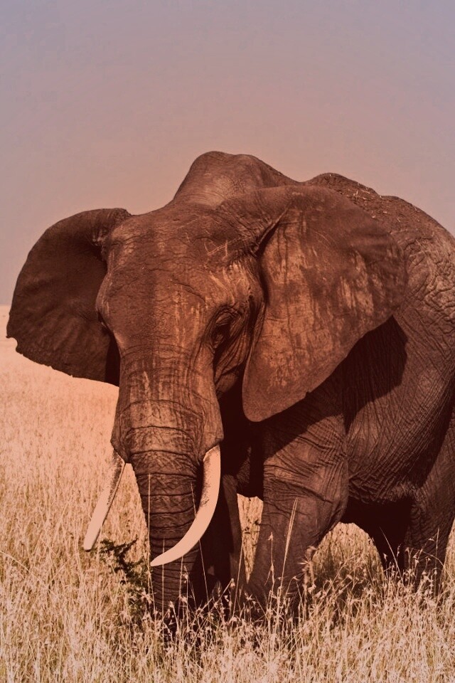 Африканский слон обои