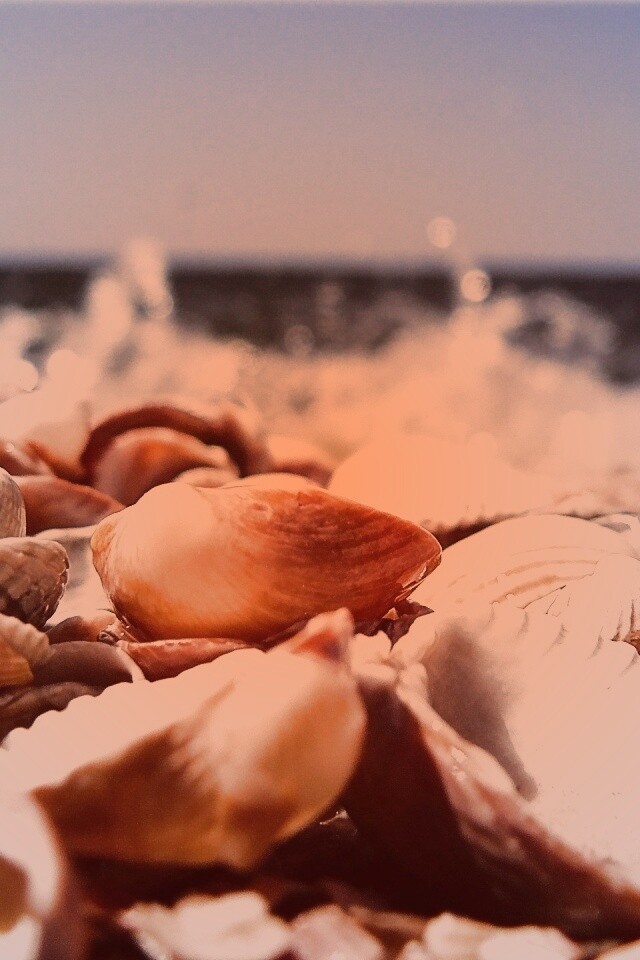 Морские ракушки обои