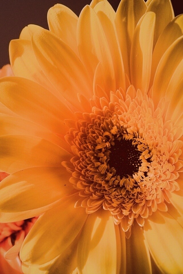 Желтый гербер обои