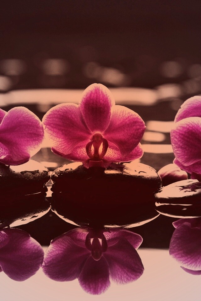 Орхидеи на камнях обои