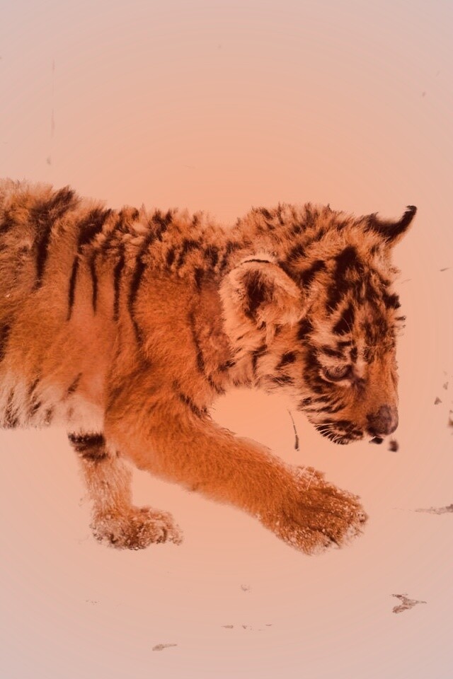 Тигренок на снегу обои