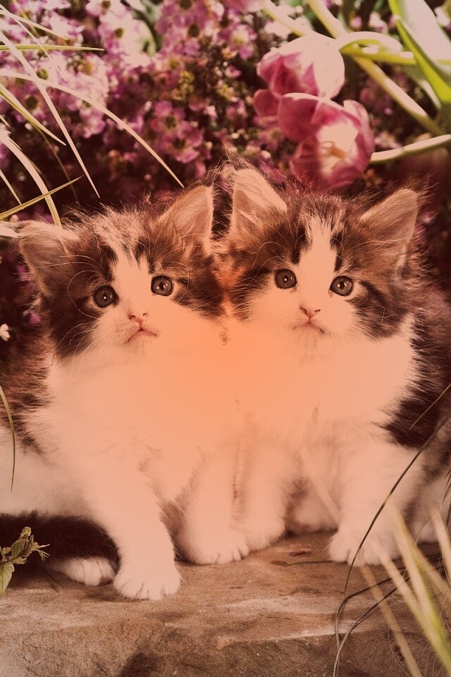 Котята в цветах обои