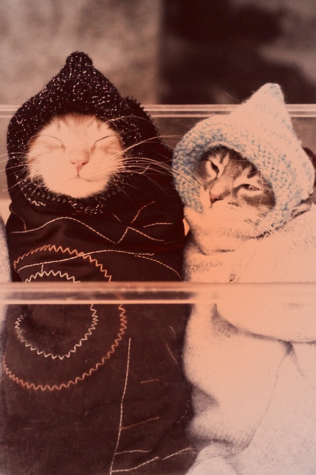 Закутанные котята обои