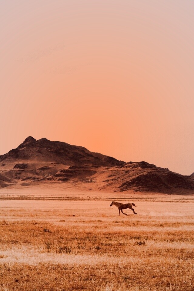 Мустанг в прериях обои