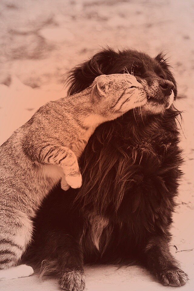 Поцелуй кошки и собаки обои