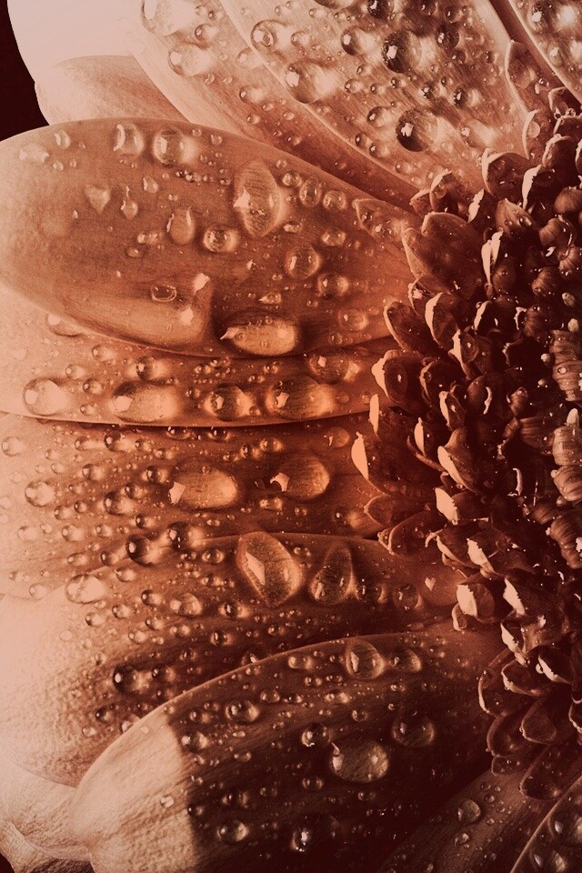 Капли на лепестках гербера обои