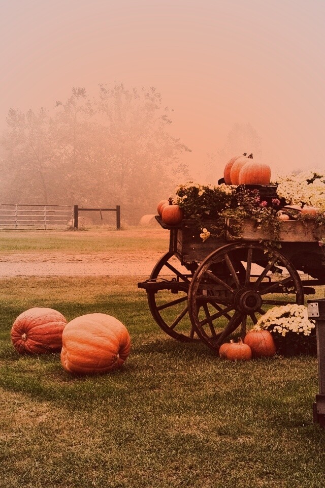 Урожай тыков обои