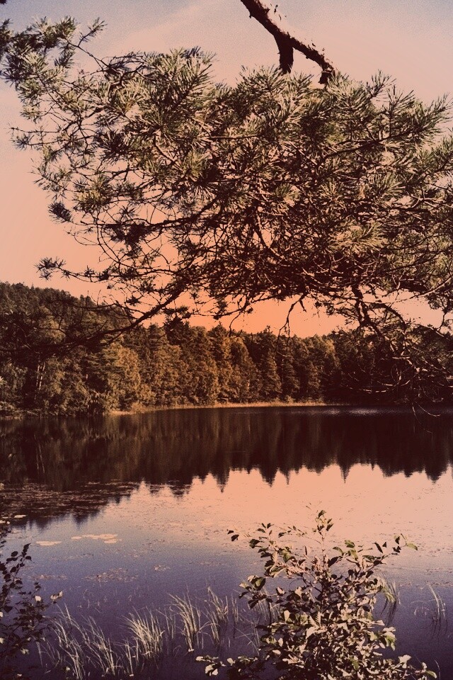 Ветка сосны над озером обои