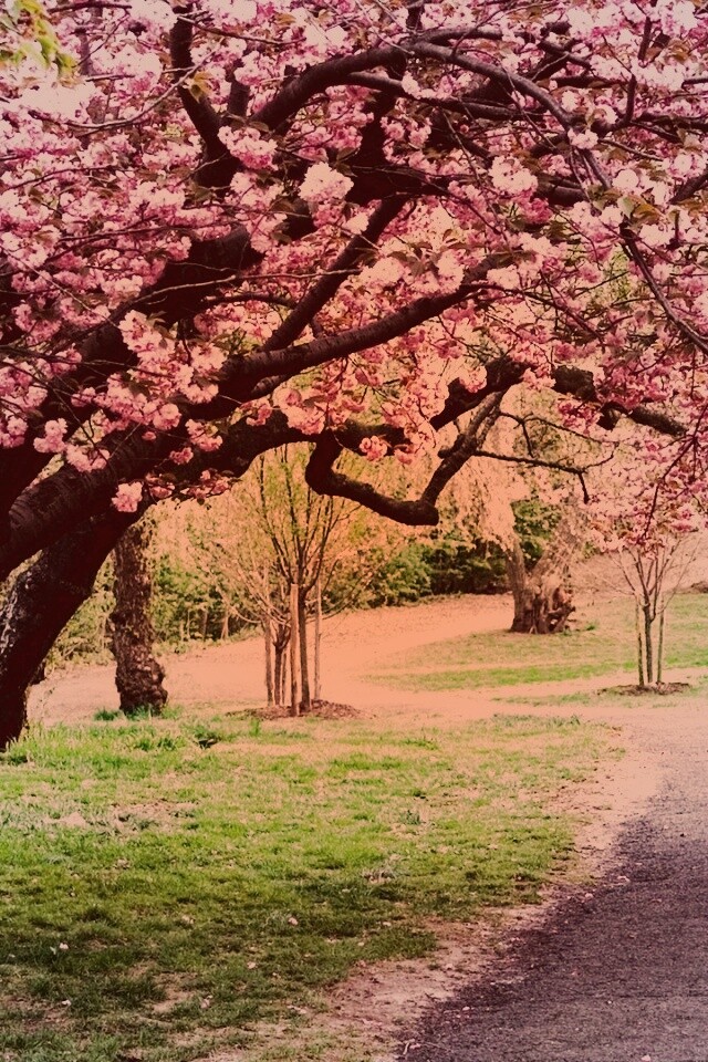 Дорожка между деревьями обои