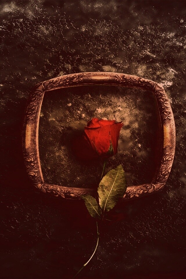 Роза на картинной раме обои