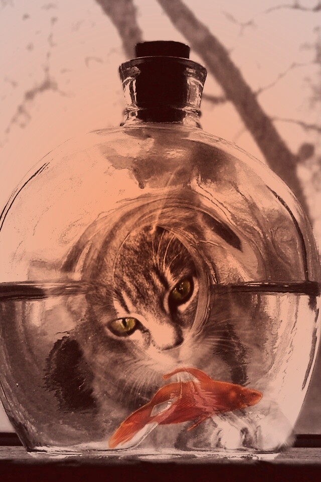 Кот наблюдает за рыбкой в бутылке обои