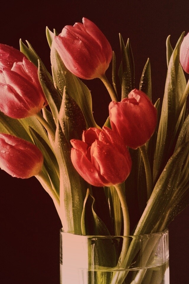 Букет тюльпанов обои