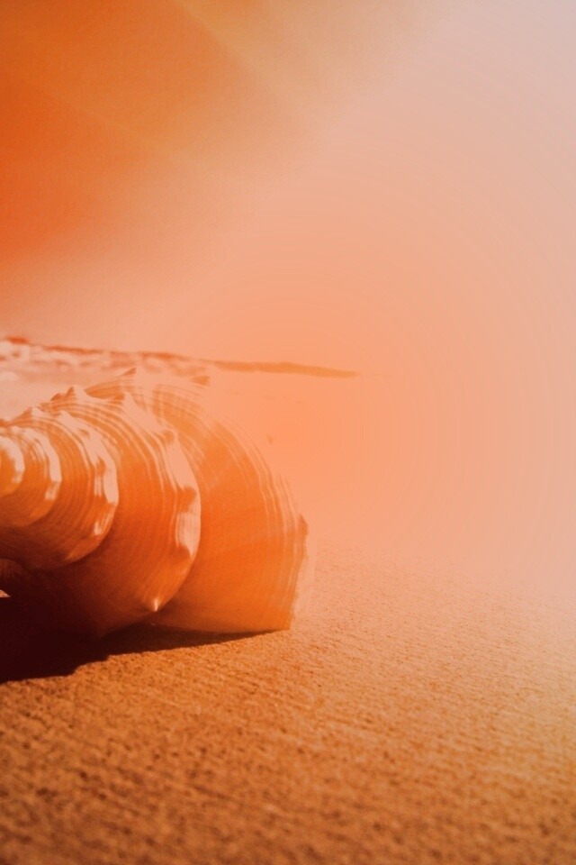 Золотистая ракушка обои