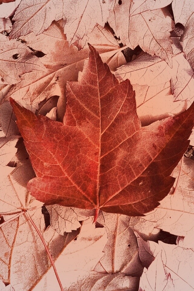 Флаг Канады из листьев обои