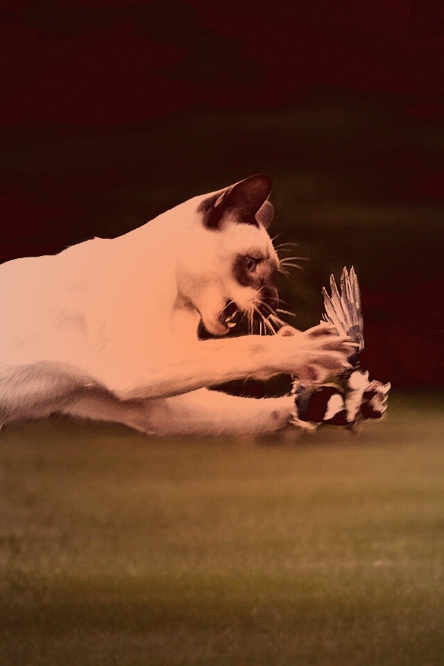 Кошка ловит птичку обои