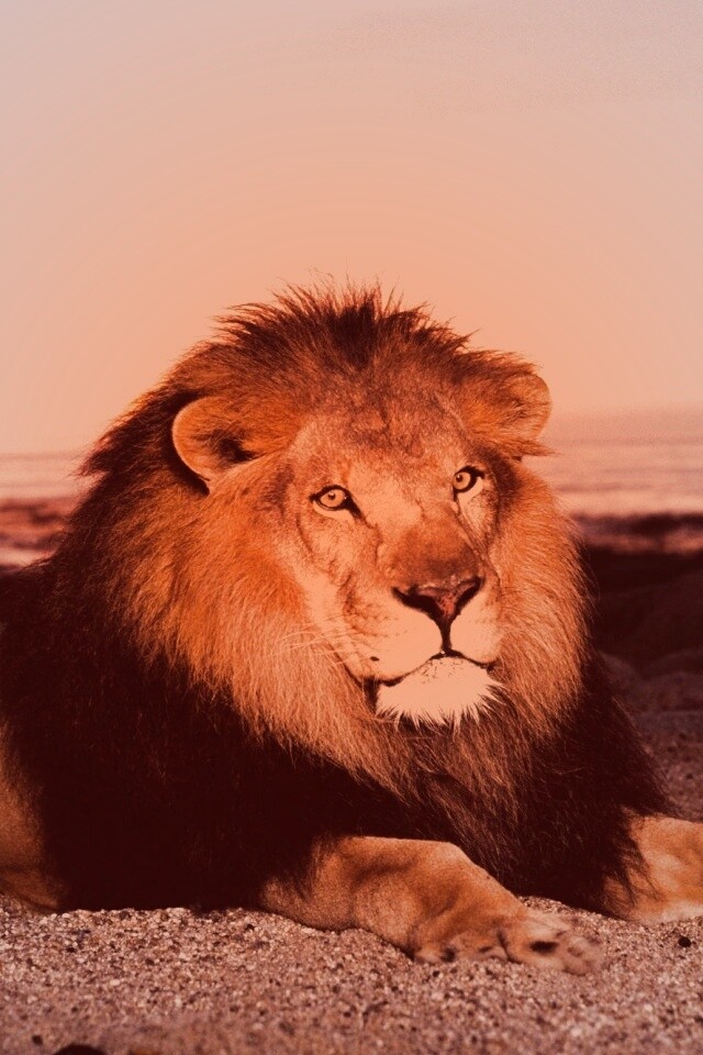 Лев на берегу океана обои